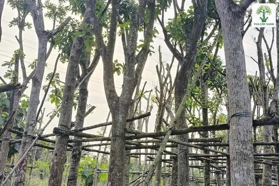 Thân cây lớn vỏ sần đứng giữa vườn có giàn tre.