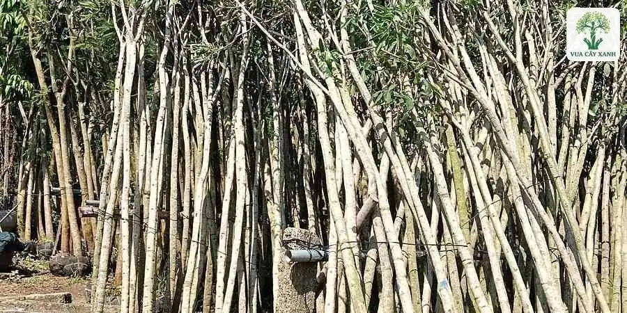 Thân cây trắng nghiêng tựa nhau với gốc trong bầu đen.
