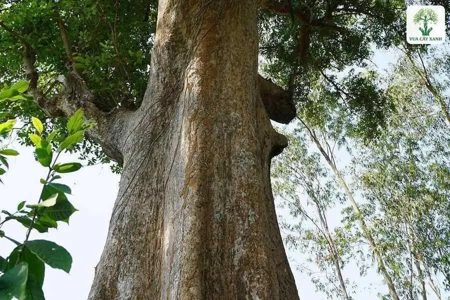 Thân Kơ Nia to khỏe, vỏ xám nâu, bám chắc vào đất.