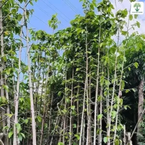 Cây Dầu Rái công trình, hàng cây thân thẳng chống cọc dưới trời xanh.