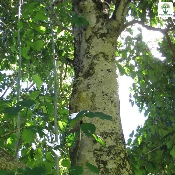 Thân thẳng vỏ sáng màu của cây Lõi Thọ dưới tán lá.
