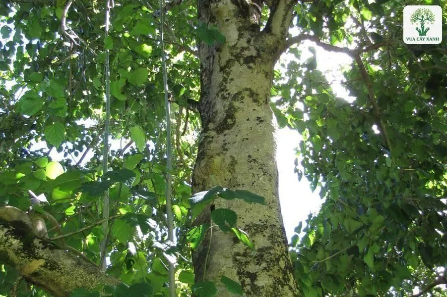 Thân thẳng vỏ sáng màu của cây Lõi Thọ dưới tán lá.