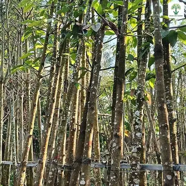 Những thân cây to thẳng buộc giữ bằng thanh ngang.