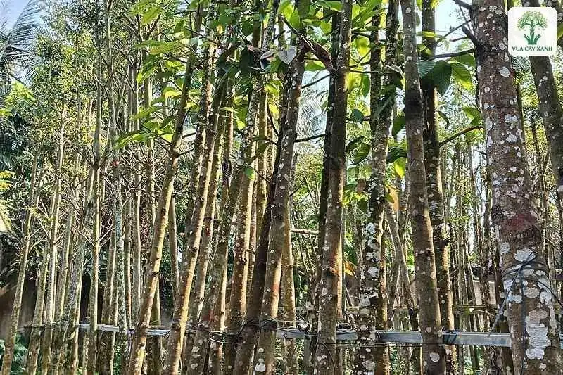 Những thân cây to thẳng buộc giữ bằng thanh ngang.