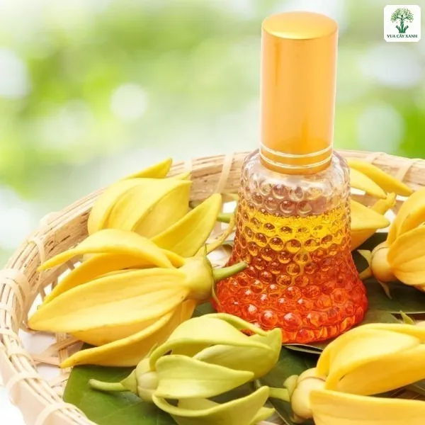Hoa Hoàng Lan được chiết thành tinh dầu thơm.
