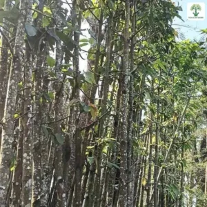 Thân cây vỏ nâu có nhiều đốm trắng xếp sát nhau.