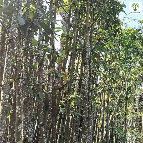 Thân cây vỏ nâu có nhiều đốm trắng xếp sát nhau.