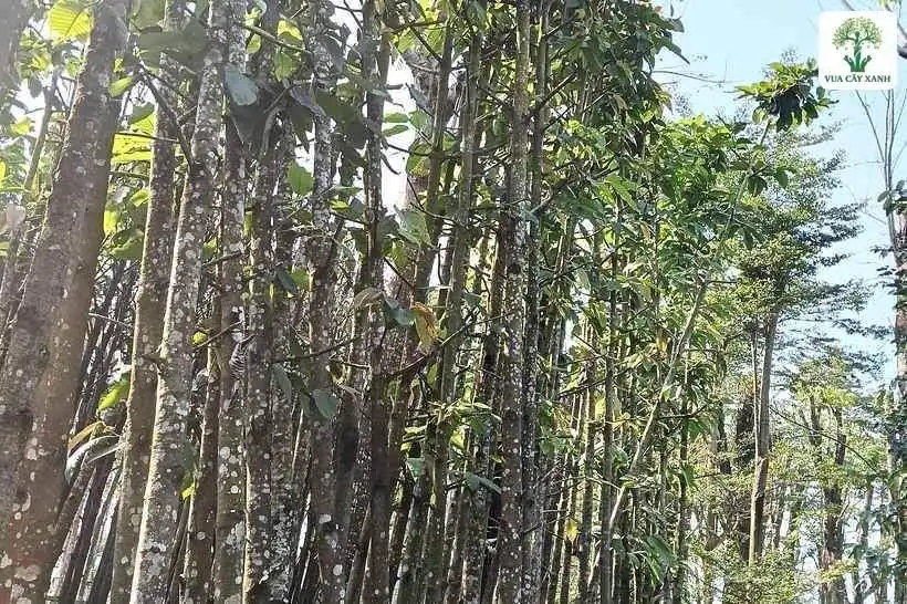 Thân cây vỏ nâu có nhiều đốm trắng xếp sát nhau.