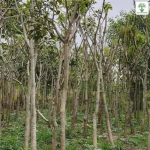 Vườn cây thân cao mọc thưa cạnh lối đá dăm.