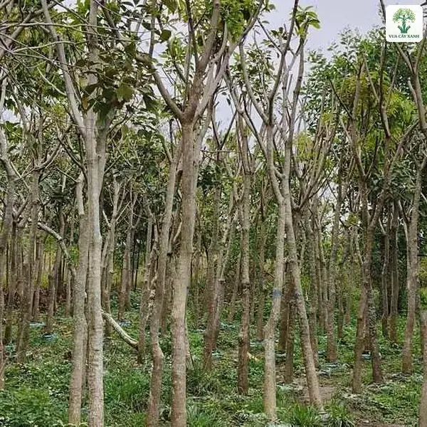 Vườn cây thân cao mọc thưa cạnh lối đá dăm.