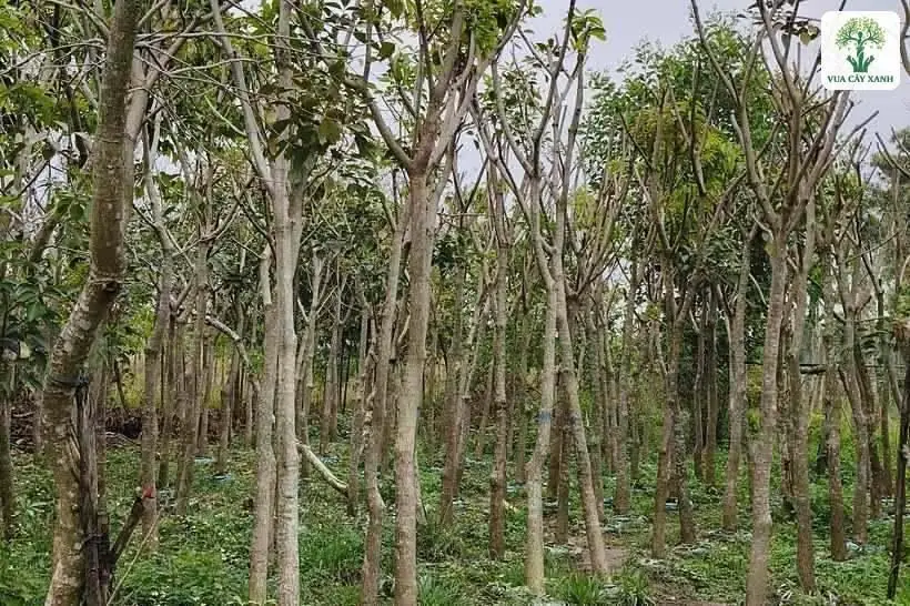 Vườn cây thân cao mọc thưa cạnh lối đá dăm.