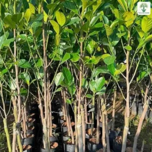 Nhiều cây mít giống cao khỏe lá xanh tươi xếp sát nhau.