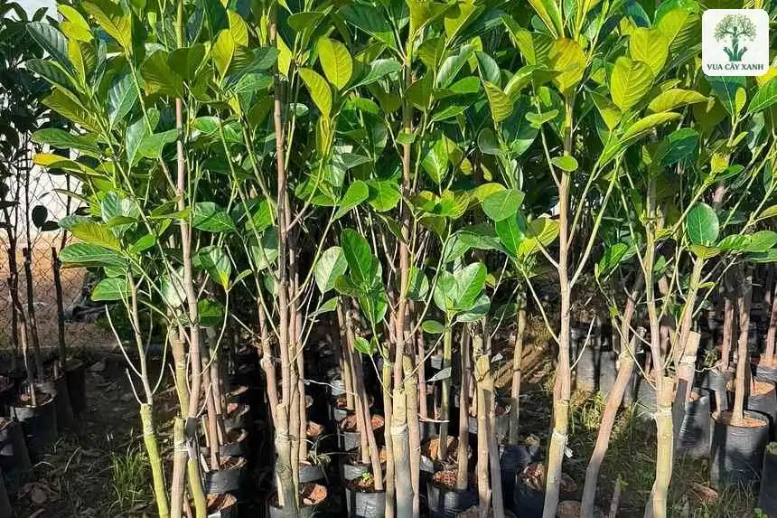 Nhiều cây mít giống cao khỏe lá xanh tươi xếp sát nhau.