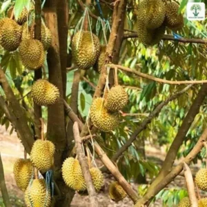 Vườn Sầu Riêng có trái treo dày trên cành và thân.