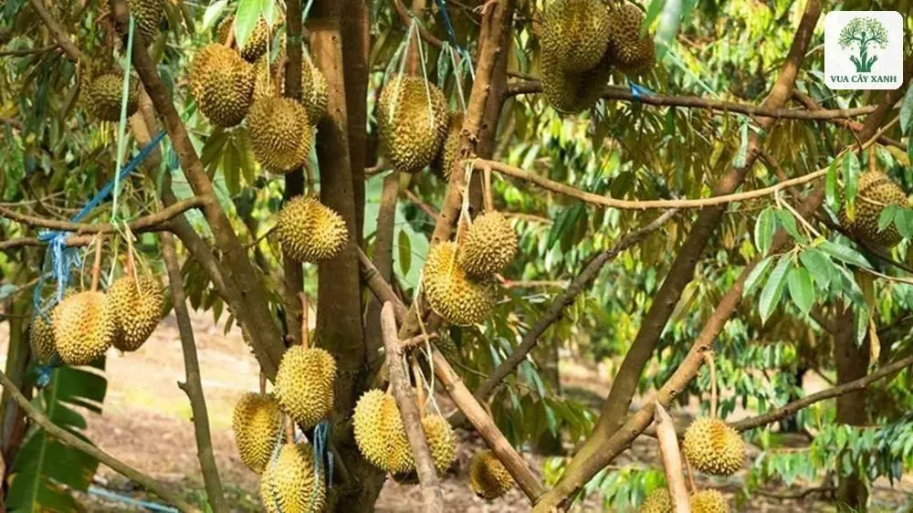 Vườn Sầu Riêng có trái treo dày trên cành và thân.