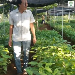 Cây giống xếp thành luống trong vườn ươm có lưới che.