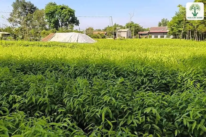 Vườn ươm cây giống xanh mát trước mùa trồng mới.
