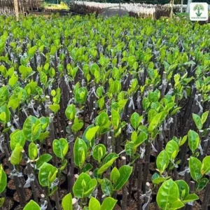 Cây Mít Siêu Sớm giống, cả vườn ươm mít ghép mới nảy lá xanh non.