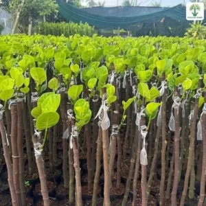 Vườn ươm mít ghép buộc nilon đang nảy chồi lá non.