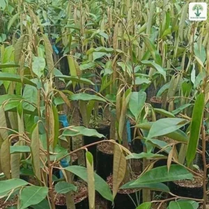 Vườn ươm có nhiều cây Sầu Riêng giống trong bầu.