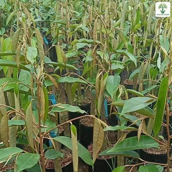 Vườn ươm có nhiều cây Sầu Riêng giống trong bầu.