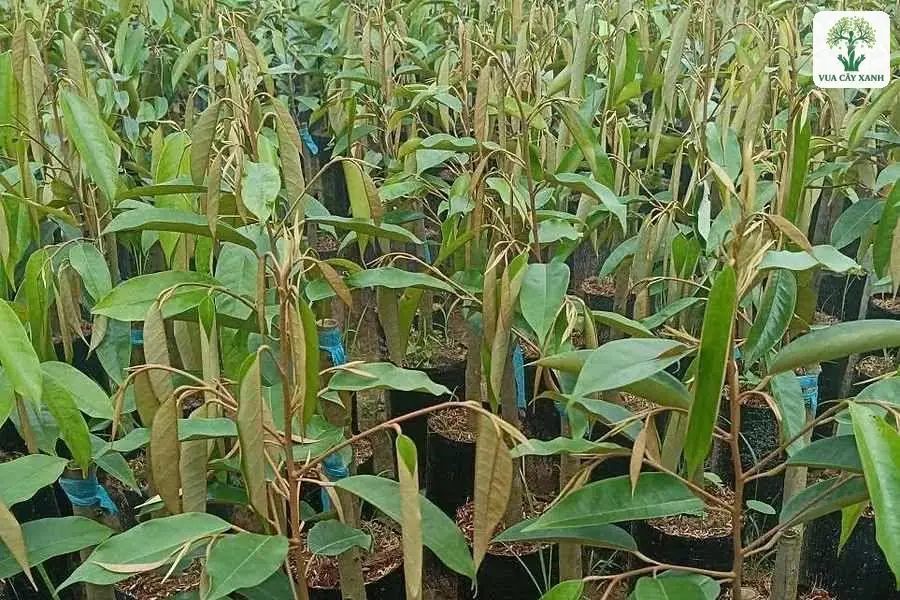 Vườn ươm có nhiều cây Sầu Riêng giống trong bầu.